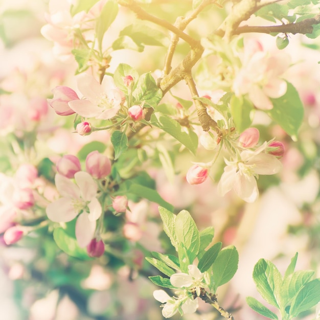 Fiore di melo che sboccia in primavera floreale soleggiato vintage sfondo naturale