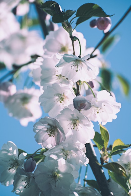 Fiore di melo che sboccia in primavera, sfondo naturale vintage floreale soleggiato