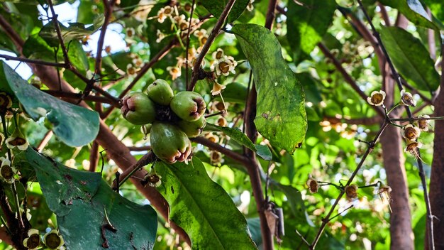 Fiore di melo d'acqua verde o Syzygium samarangense su un albero molto fresco