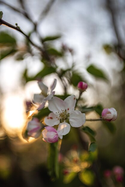 Fiore di melo in fiore rosa su sfondo tramonto