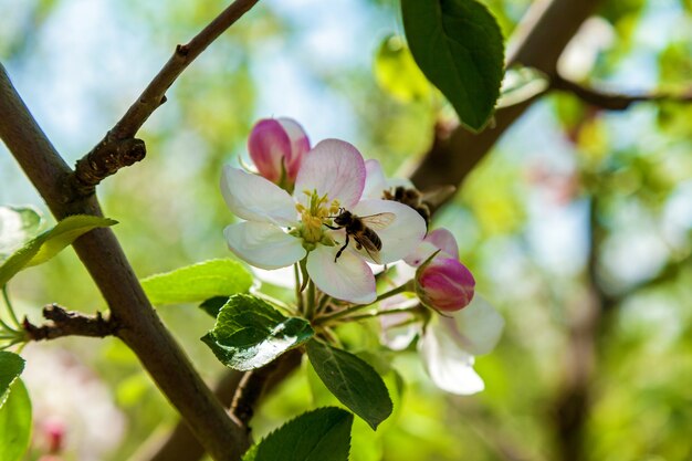 Fiore di melo in primavera. Mela in fiore su sfondo naturale, fiori primaverili