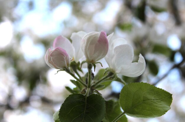 Fiore di melo in un giardino soleggiato su uno sfondo sfocato