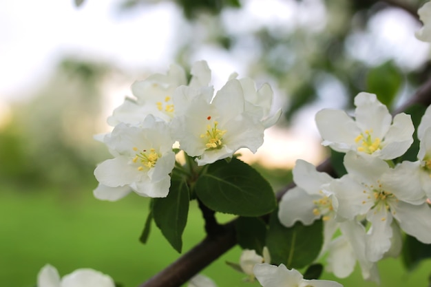 Fiore di melo macro