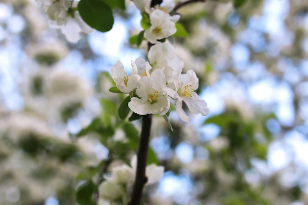 Fiore di melo macro