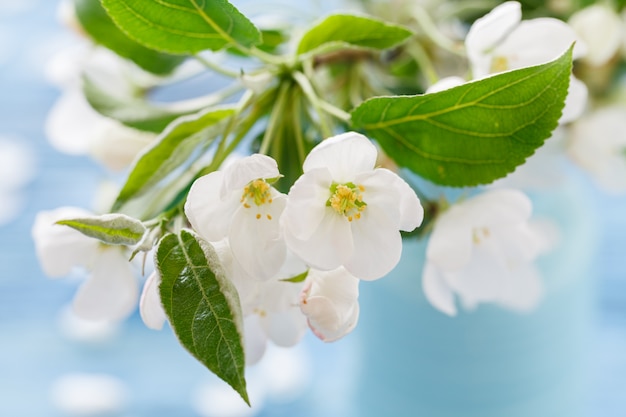 Fiore di melo, ramo di fioritura di primavera sulla parete di legno