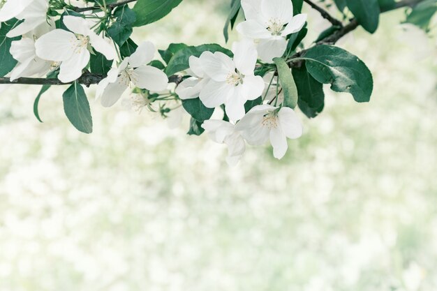 Fiore di melo su albero di primavera. Fiori bianchi e foglie verdi fresche sul ramo in natura. Sfondo ambiente naturale con spazio di copia. Focalizzazione morbida.