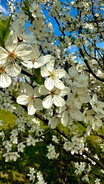 Fiore di melo