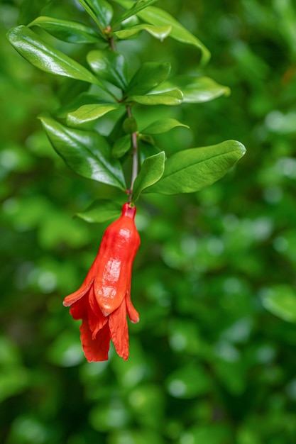 Fiore di melograno da vicino su uno sfondo di fogliame verde