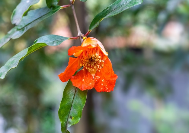 Fiore di melograno rosso sbocciato con foglie verdi nel giardino di casa