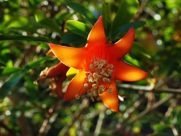 Fiore di melograno