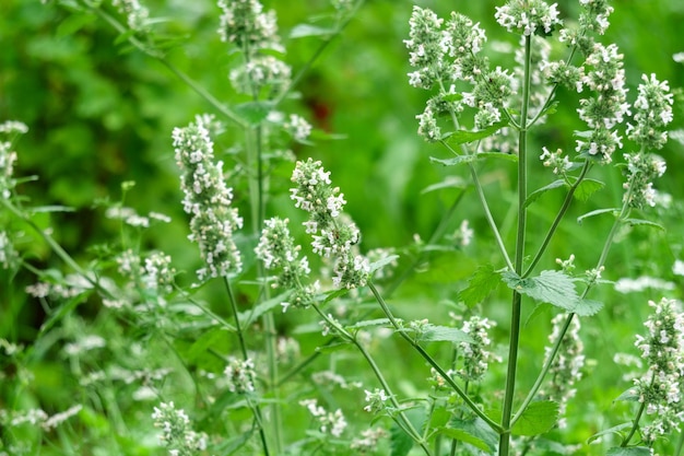 Fiore di menta il concetto di coltivazione di piante medicinali foglie verdi su piante annuali in un giardino di erbe Fuoco selettivo