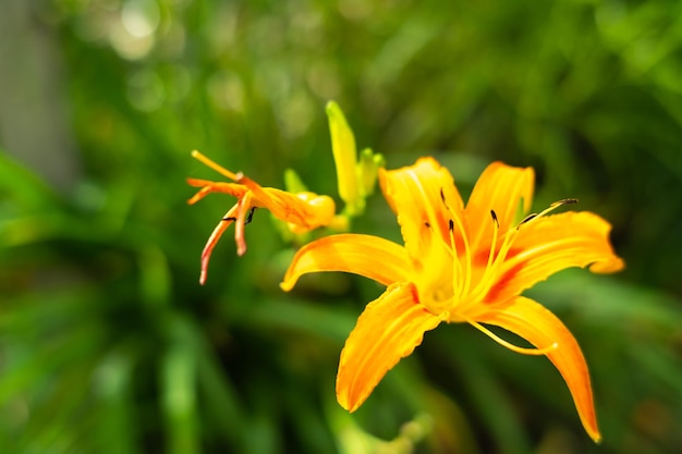 Fiore di messa a fuoco selettiva e sfocatura dello sfondo.