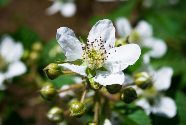 Fiore di mora Fiori more su un ramoscello