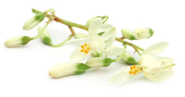 Fiore di moringa commestibile su sfondo bianco