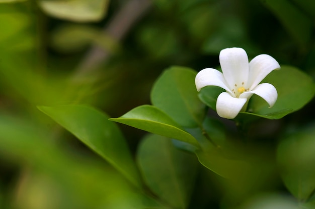 Fiore di Murraya Paniculata