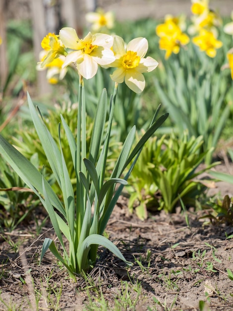 Fiore di narciso. Bellissimi fiori di narcisi gialli che crescono in giardino con sfondo sfocato. Profondità di campo.