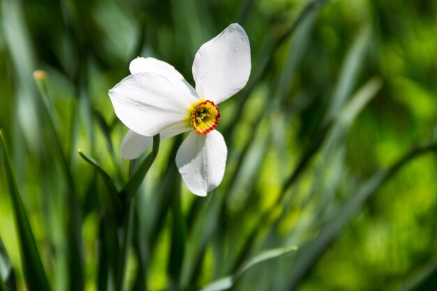 Fiore di narciso bianco sull'aiuola in giardino Narcissus poeticus