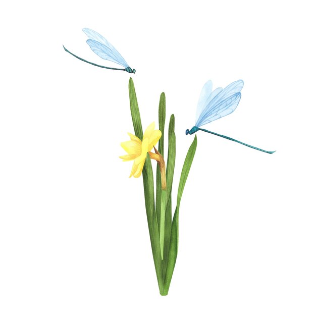 Fiore di narciso con libellule volanti isolate su bianco Illustrazione botanica disegnata a mano con acquerello Arte per il design