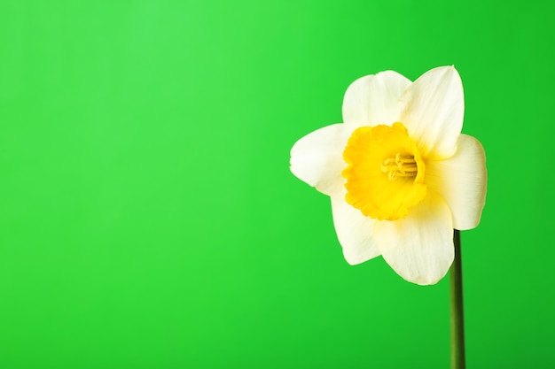 Fiore di narciso fresco su sfondo colorato