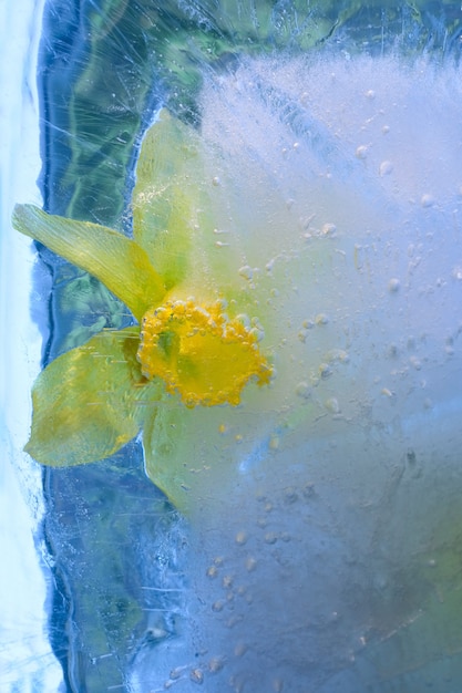 fiore di Narciso in cubetto di ghiaccio con bolle d'aria.