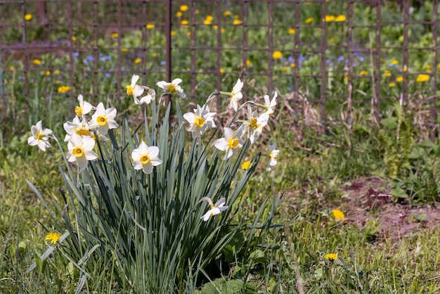 Fiore di narciso primaverile in polvere e sporco dopo l'ultima pioggia