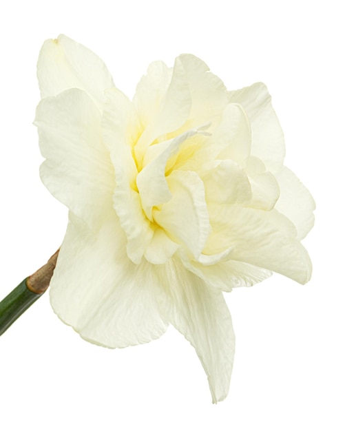 Fiore di narcisse cremoso chiaro fiore di narcisi isolato su sfondo bianco