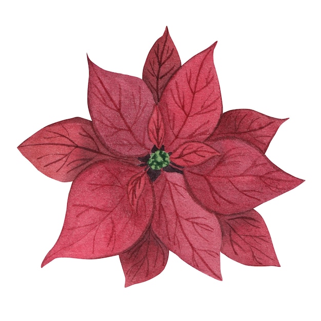 Fiore di Natale di poinsettia rossa illustrazione ad acquerello