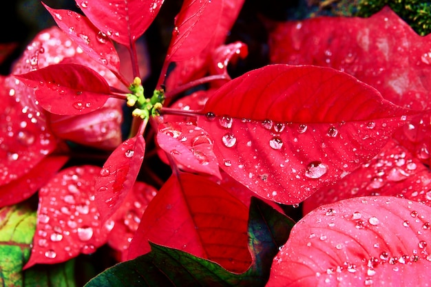 Fiore di Natale o poinsettia con gocciolina dopo la pioggia