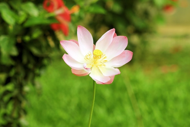 Fiore di ninfea bianca nella stagione dei monsoni.