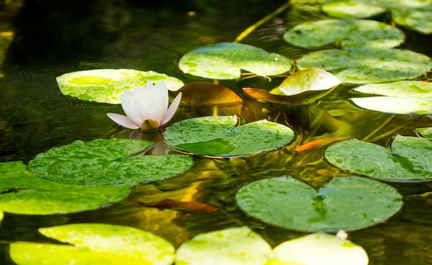 Fiore di ninfea o fiore di loto