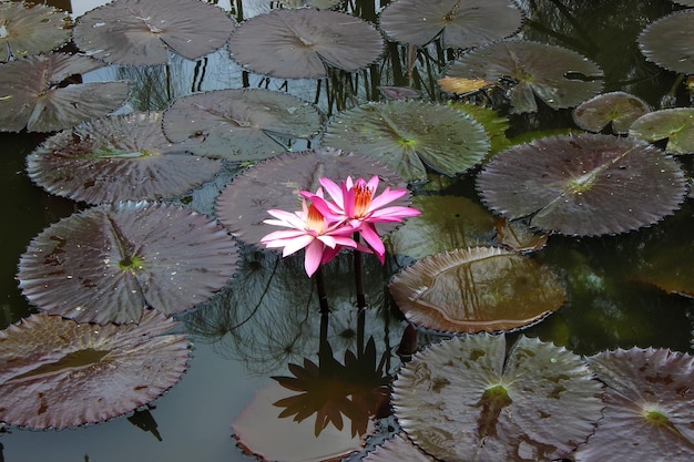 Fiore di ninfea rosa nel lago