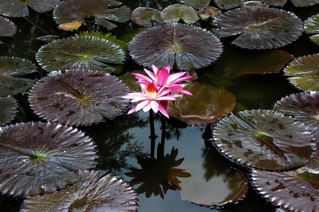 Fiore di ninfea rosa nel lago