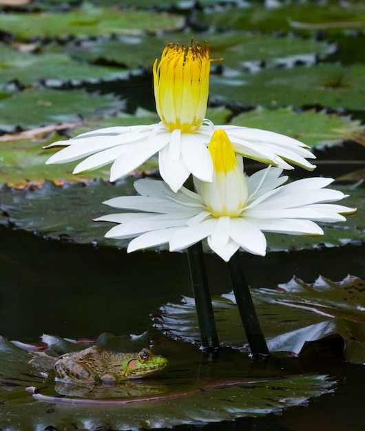 Fiore di ninfee in uno stagno. Avvicinamento.