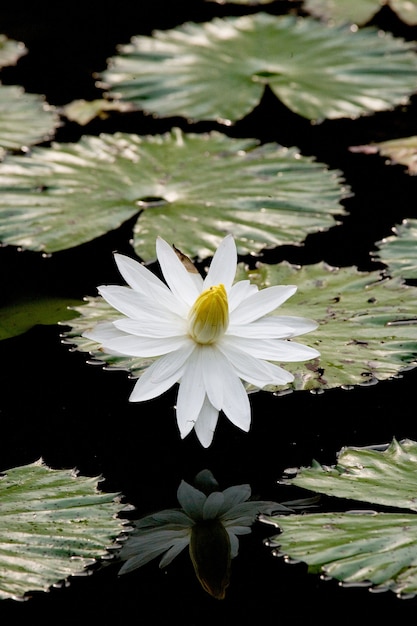 Fiore di ninfee in uno stagno. Avvicinamento.