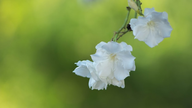 Fiore di oleandro incredibilmente bello ma pericoloso, immagine di messa a fuoco selettiva