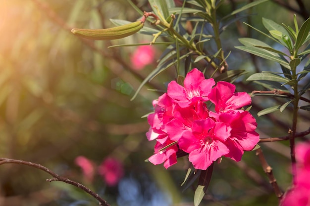 Fiore di oleandro rosa sull'albero con luce solare morbida al mattino