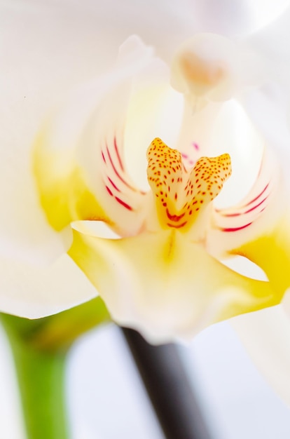 Fiore di orchidea bianca su sfondo chiaro