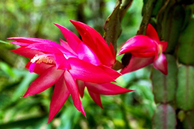 Fiore di orchidea con petali rossi fotografato frontalmente