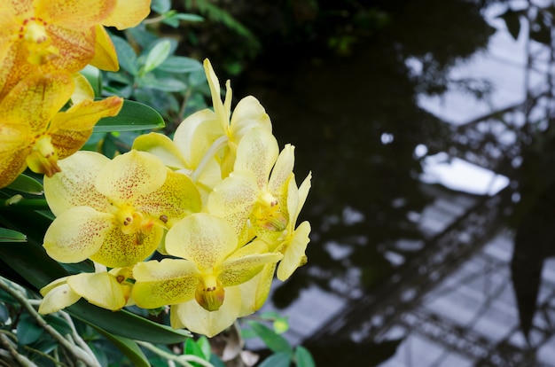 Fiore di orchidea con sfondo sfocato