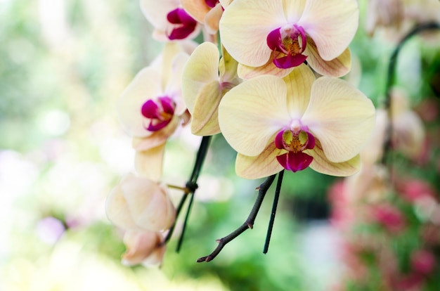 Fiore di orchidea con sfondo sfocato