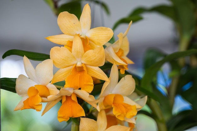 Fiore di orchidea Dendrobium fiore in primavera decorazione la bellezza della natura Una rara orchidea selvatica decorata in un giardino tropicale