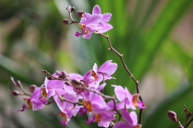 fiore di orchidea dorite viola con sfondo sfocato