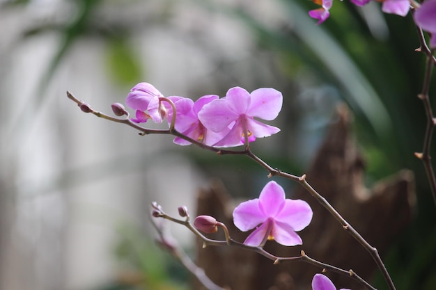 fiore di orchidea dorite viola con sfondo sfocato