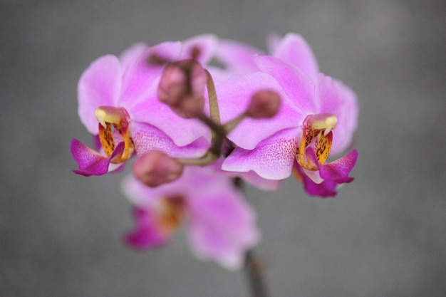 fiore di orchidea dorite viola con sfondo sfocato