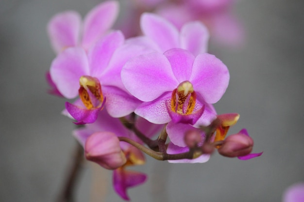 fiore di orchidea dorite viola con sfondo sfocato