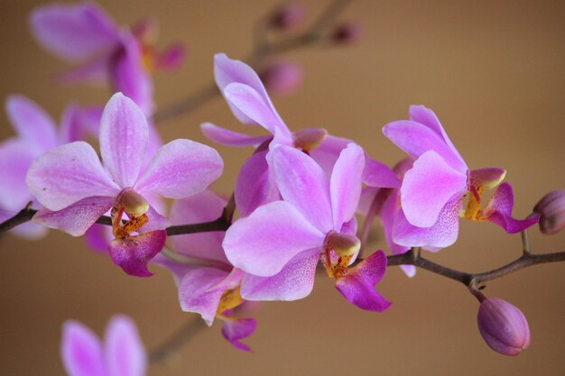 fiore di orchidea dorite viola con sfondo sfocato