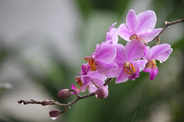 fiore di orchidea dorite viola con sfondo sfocato