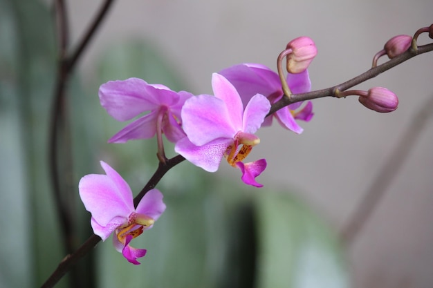 fiore di orchidea dorite viola con sfondo sfocato