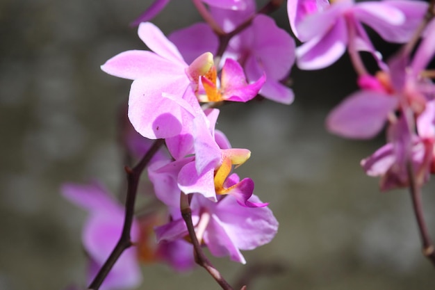 fiore di orchidea dorite viola con sfondo sfocato