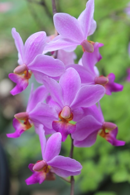 fiore di orchidea dorite viola Phalaenopsis pulcherrima che fiorisce con sfondo sfocato